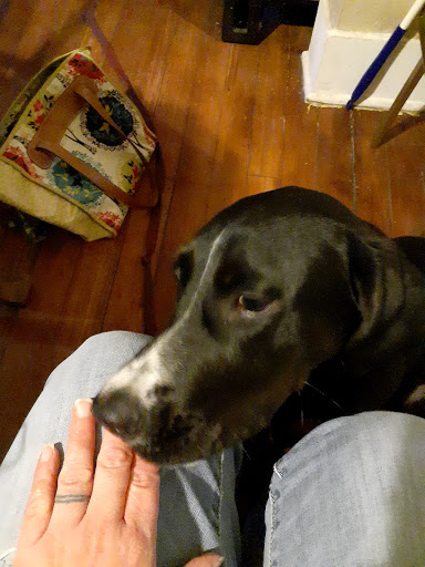 Pet Supply Store «Unleashed by Petco», reviews and photos, 1402 Wilshire Blvd, Santa Monica, CA 90403, USA