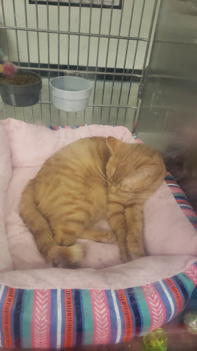 Pet Supply Store «PetSmart», reviews and photos, 11183 S Parker Rd, Parker, CO 80134, USA