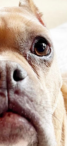 Riverbrook Animal & Eye Clinic image