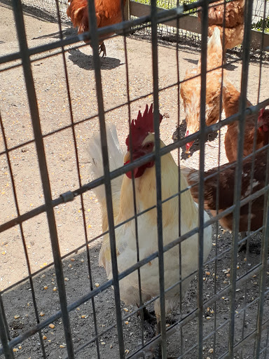 Museum «Laurel Valley Village Store», reviews and photos, 595 LA-308, Thibodaux, LA 70301, USA