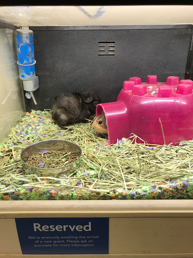 Pet Supply Store «PetSmart», reviews and photos, 607 Coleman Ave, San Jose, CA 95110, USA