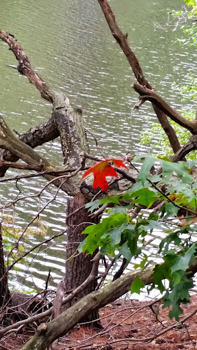 Park «Norumbega Park», reviews and photos, 2285 Commonwealth Avenue, Auburndale, MA 02466, USA