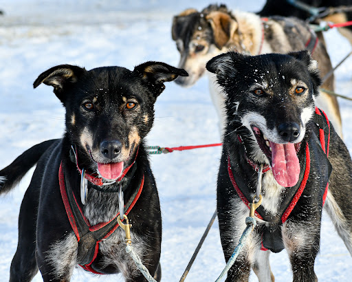 WFA ‒ Sled Dog Tours & Dog Boarding Kennel