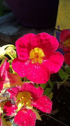 Book Store «Pipe & Thimble Bookstore», reviews and photos, 24830 Narbonne Ave, Lomita, CA 90717, USA