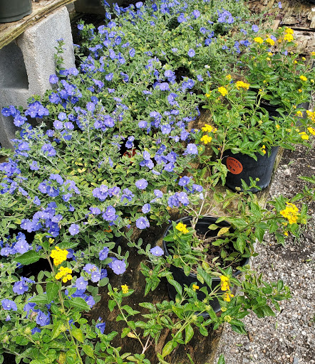 Plant Nursery «HOUSTON PLANTS & GARDEN WORLD», reviews and photos, 16726 North Fwy, Houston, TX 77090, USA