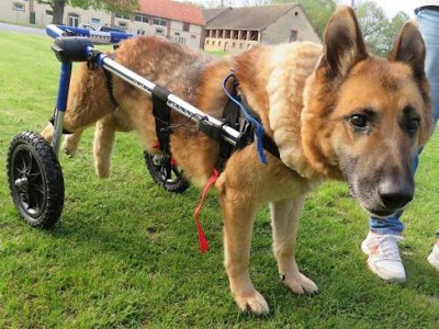 OSTÉOPATHE ANIMALIER JAMYT : chiens, chevaux, chats, veaux Le Mans à Le Mans