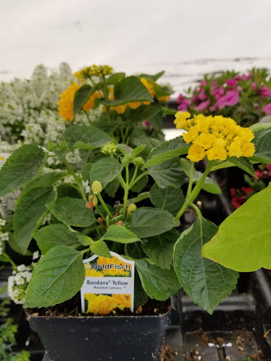 Grocery Store «Fareway Grocery», reviews and photos, 1635 W 53rd St, Davenport, IA 52806, USA