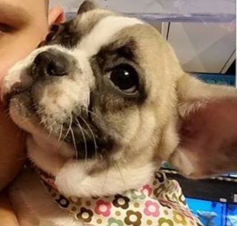 Pet Store «Pets Plus Inc», reviews and photos, 2610 Jefferson Davis Hwy, Stafford, VA 22554, USA