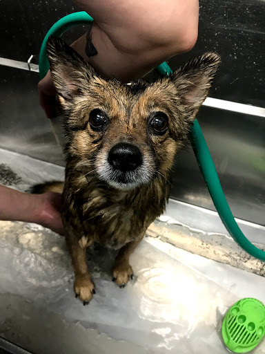 Pet Supply Store «Brookside Barkery & Bath», reviews and photos, 118 W 63rd St, Kansas City, MO 64113, USA