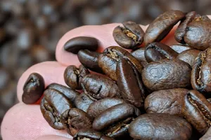 Proton Coffee Roasters image