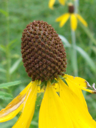 Nature Preserve «Jefferson Memorial Forest», reviews and photos, 11311 Mitchell Hill Rd, Fairdale, KY 40118, USA