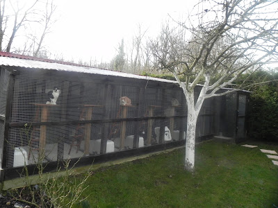 Au Paradis des Chats à Jouy