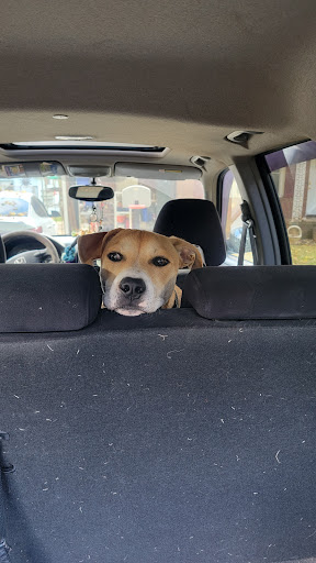 Pet Supply Store «PetSmart», reviews and photos, 1110 Hospitality Dr, Rock Hill, SC 29730, USA