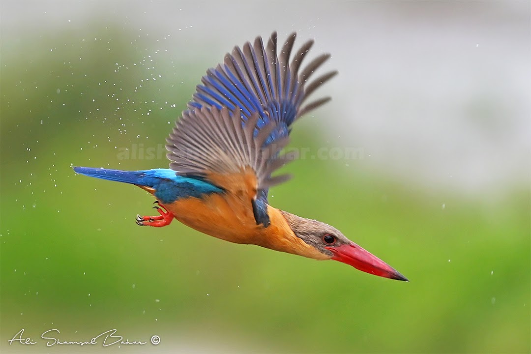 Ganchong Bird Sanctuary
