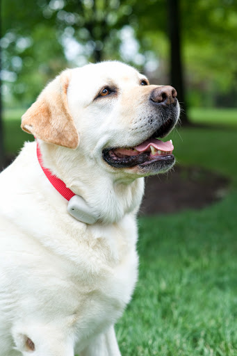 Pet Stop of Western Mass