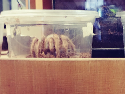 Reptile Store «An Exotic Reptile Pet Shop», reviews and photos, 3115 N 1st Ave, Tucson, AZ 85719, USA