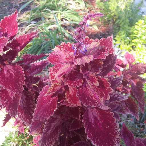 Southern Restaurant (US) «Blue Willow Inn Restaurant & Gift Shop», reviews and photos, 294 N Cherokee Rd, Social Circle, GA 30025, USA