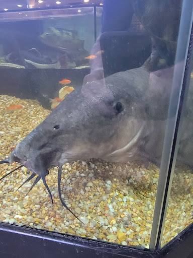 Pet Store «Miles of Exotics», reviews and photos, 8350 N Broadway, Kansas City, MO 64118, USA