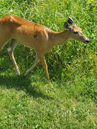 Golf Course «Deerpath Golf Course», reviews and photos, 500 W Deerpath Rd, Lake Forest, IL 60045, USA