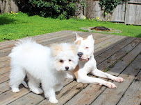 Happy Paws Pet Services - Photo 5 - Car repair in , Fremont