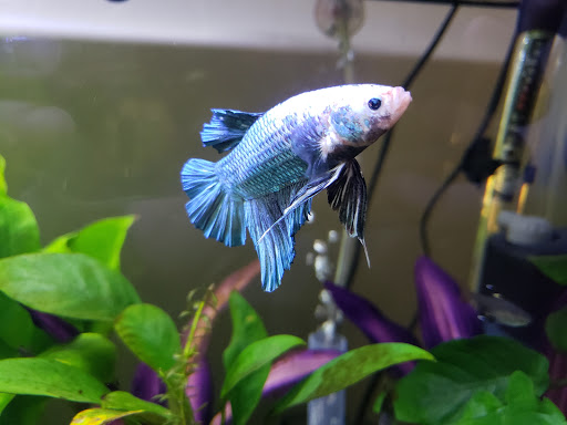 Pet Supply Store «Petco Animal Supplies», reviews and photos, 585 E Wetmore Rd, Tucson, AZ 85705, USA