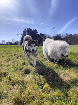Pôle Canin à Laruscade