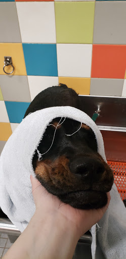 Pet Supply Store «Unleashed by Petco», reviews and photos, 1402 Wilshire Blvd, Santa Monica, CA 90403, USA