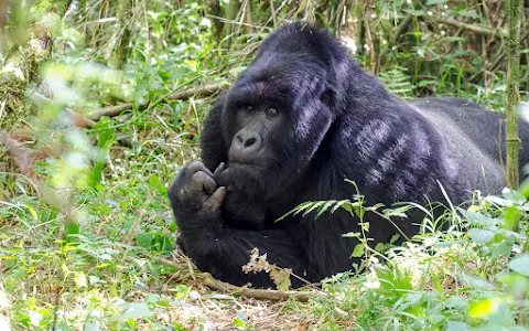 Uganda Wildlife Authority (UWA) Headquarters image