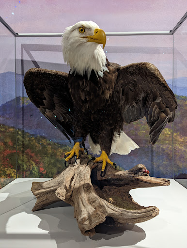 Science Museum «Cook Museum of Natural Science», reviews and photos, 133 4th Ave NE, Decatur, AL 35601, USA