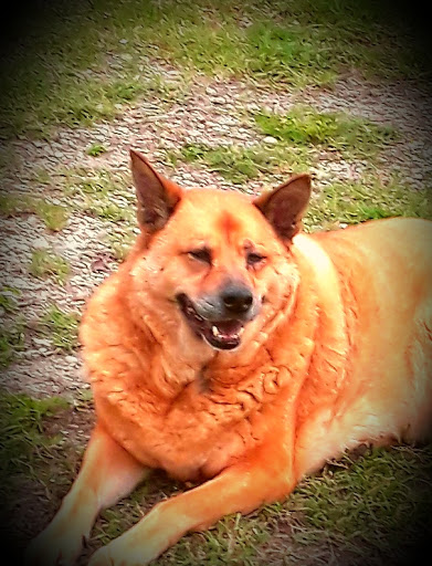 City Park «Shearer Hills/Ridgeview Walking Trail - Olmos Basin Park», reviews and photos, 101 Jackson Keller Rd, San Antonio, TX 78216, USA