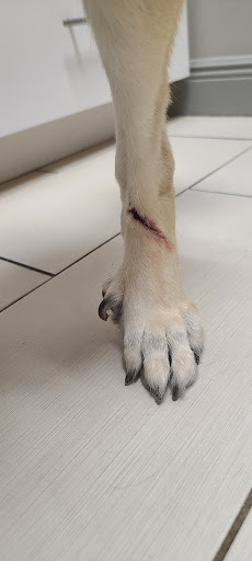 Pet Supply Store «Pet Supplies Plus», reviews and photos, 15880 San Carlos Blvd Ste 190, Fort Myers, FL 33908, USA