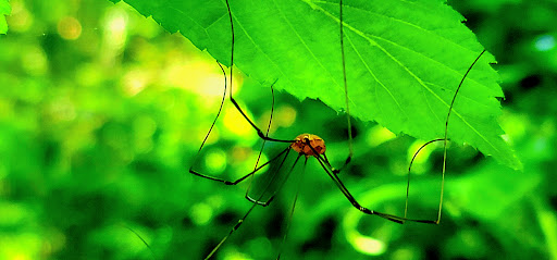 Nature Preserve «Frenchtown Rd Conservation Area», reviews and photos, 17819 Frenchtown Rd, Central, LA 70739, USA