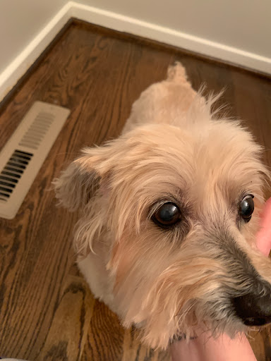 Pet Supply Store «Petco Animal Supplies», reviews and photos, 1520 N Parham Rd, Henrico, VA 23229, USA