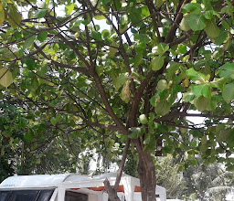Samui Caravans photo