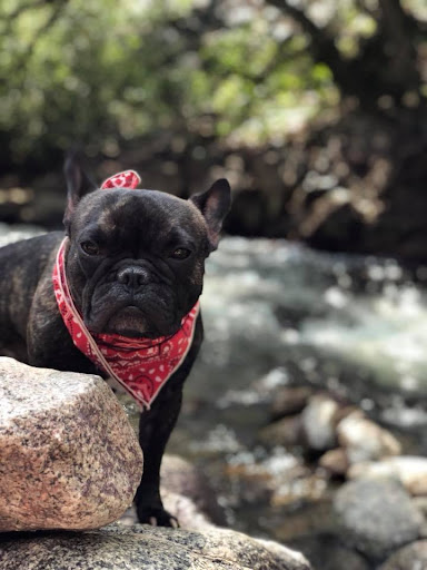 Used Car Dealer «Royal Automotive», reviews and photos, 3232 S Broadway, Englewood, CO 80113, USA