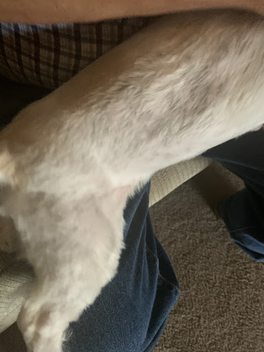 Pet Supply Store «Petco Animal Supplies», reviews and photos, 3444 S Mooney Blvd, Visalia, CA 93277, USA