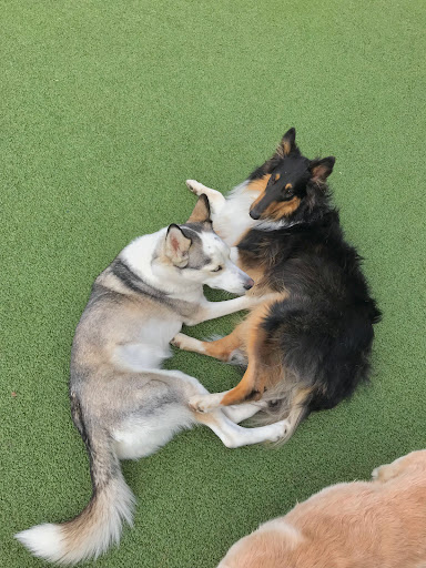 Pet Store «Happy, Clean and Smart», reviews and photos, 5700 W Kilgore Ave, Muncie, IN 47304, USA