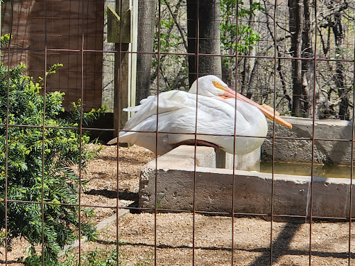 Bird Watching Area «World Bird Sanctuary», reviews and photos, 125 Bald Eagle Ridge Rd, Valley Park, MO 63088, USA