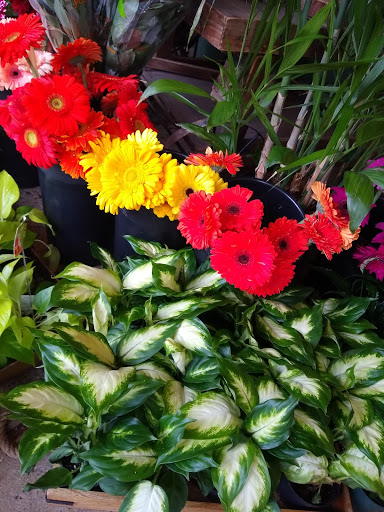 Florist «Fern by Boston Rose Florist», reviews and photos, 225 Massachusetts Ave, Boston, MA 02115, USA