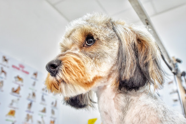 Opinii despre Zuzi Vet Militari, Frizerie canina - Farmacie veterinara în <nil> - Veterinar