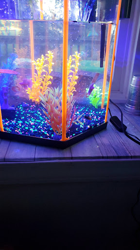 Pet Supply Store «Petco Animal Supplies», reviews and photos, 4820 South Baldwin Road #3B, Orion Township, MI 48359, USA