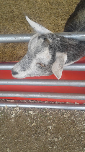 Tourist Attraction «Myrtle Beach Speedway», reviews and photos, 455 Hospitality Ln, Myrtle Beach, SC 29579, USA