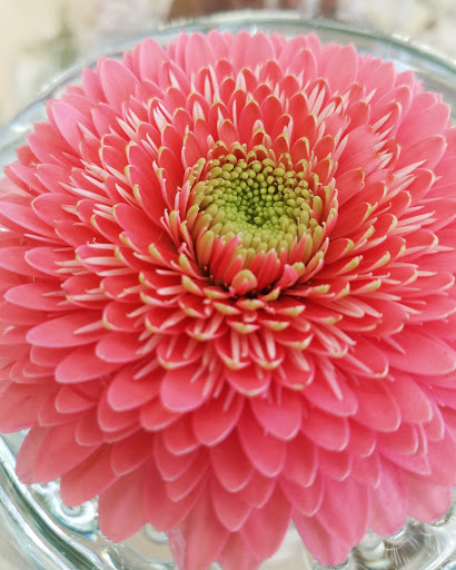 Florist «Hlavacek Florist of Glenview», reviews and photos, 1010 Waukegan Rd, Glenview, IL 60025, USA