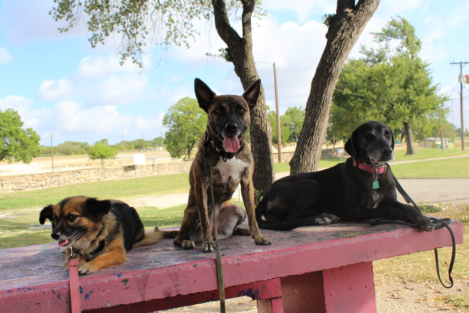 United K9 Academy Killeen and Copperas Cove