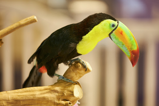 Pet Store «Bark Life Market», reviews and photos, 11220 Park Blvd N, Seminole, FL 33772, USA