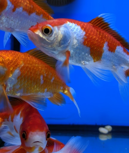 Tropical Fish Store «Aquatic Zoo Tropical Fish», reviews and photos, 2655 Thousand Oaks Blvd, Thousand Oaks, CA 91362, USA