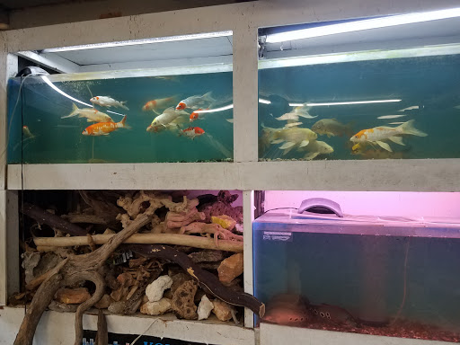 Goldfish Plus