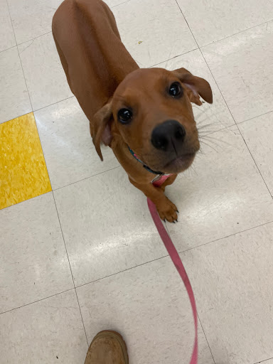 Pet Supply Store «Pet Supplies Plus», reviews and photos, 1665 VFW Pkwy, West Roxbury, MA 02132, USA