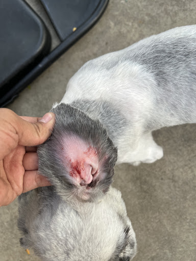 Pet Supply Store «Petco Animal Supplies», reviews and photos, 1350 S Ironton St #120, Aurora, CO 80012, USA