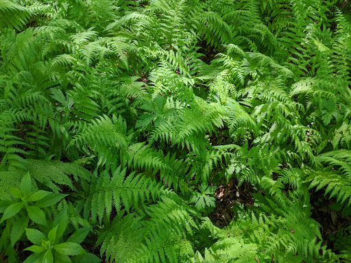 Park «Roby Park», reviews and photos, Spit Brook Rd, Nashua, NH 03062, USA